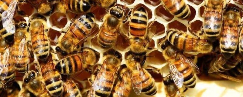 新手养蜂怎样获得蜂王，附注意事项