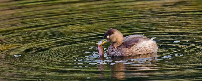 野生小水鸭子吃什么食物，怎么养 野生水鸭子能养活吗