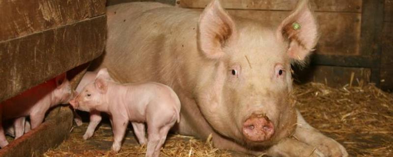 母猪流产怎么办，产后拉稀什么原因 母猪流产后有什么症状