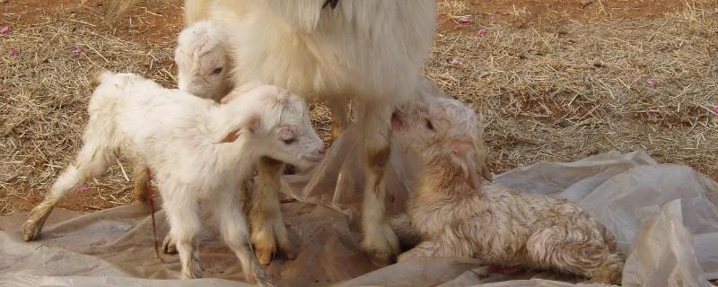 十种常见的羊病，羊吃土怎么办治疗 羊吃土是什么样怎样才能治疗