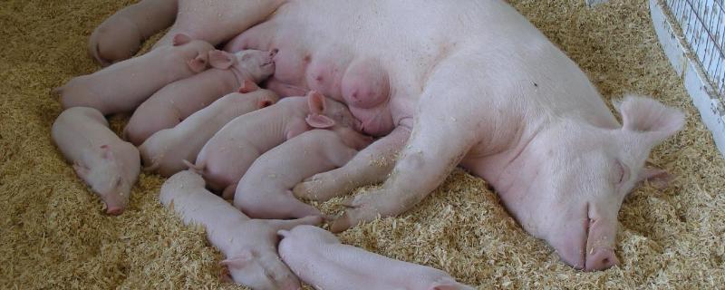 母猪产后第一顿怎么喂，产后喂什么奶多