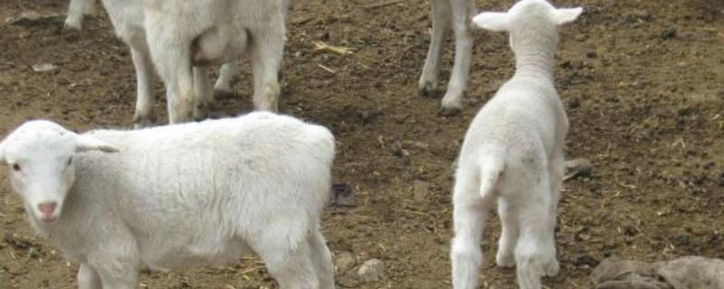 羊去势的常用方法，养羊与羊病防治 羊去势的几种方法