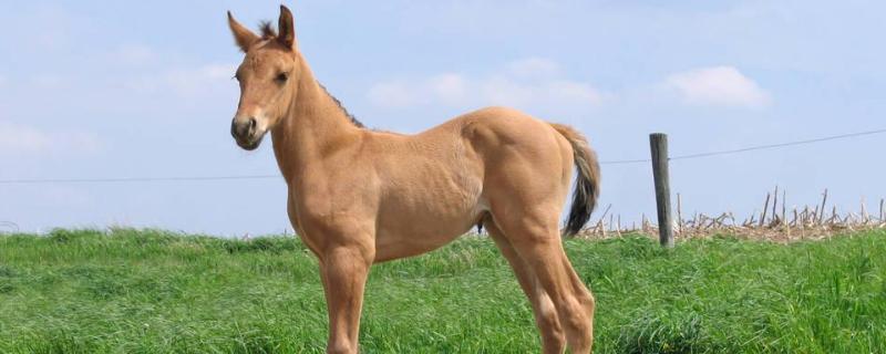 马的生殖方式是，多大可以生小马（马的繁殖年龄）