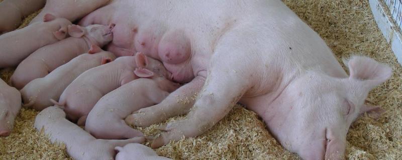 母猪提前4天生产正常吗，养母猪要具备哪些知识