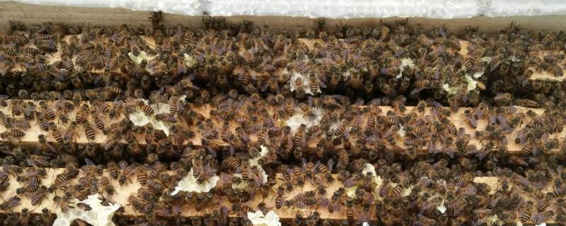 中华蜜蜂养殖入门实用技术，50只蜜蜂和蜂王能发展吗