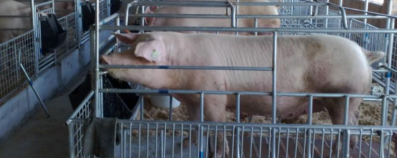 母猪产后瘫痪怎么治疗小妙方，母猪产后多少天可配种