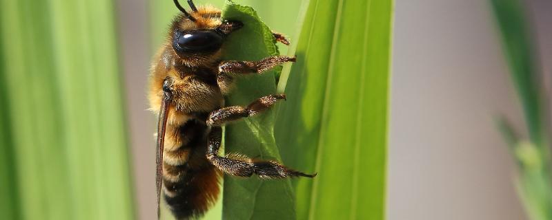 切叶蜂怎么防治，切叶蜂有毒吗 切叶蜂危害症状