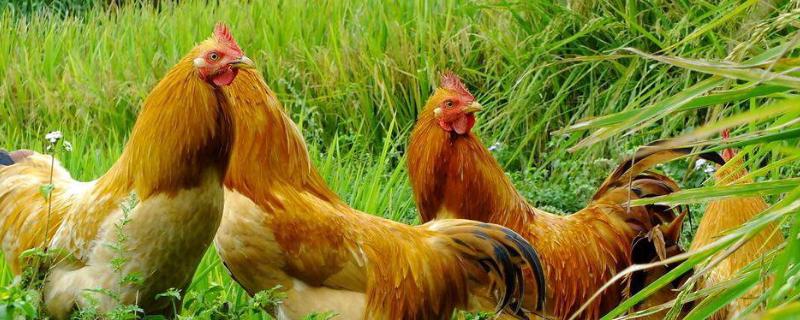 家禽种类，家禽和家畜的区别 哪些属于家禽哪些属于家畜