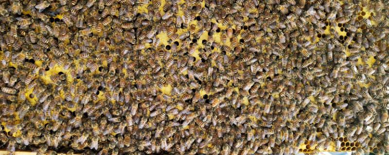 中蜂一般飞多远去采蜜，中蜂是刮蜜好还是摇蜜好