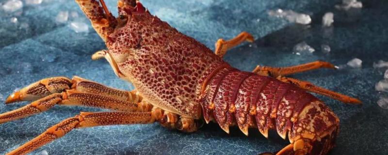 澳洲龙虾养殖条件，可以淡水养殖吗（澳洲龙虾养殖条件,可以淡水养殖吗视频）