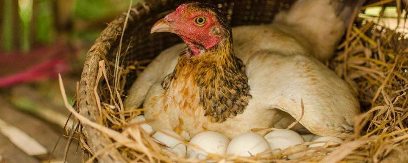 鸡的智商，怎么防止鸡吃自己生的蛋 鸡的智商,怎么防止鸡吃自己生的蛋呢