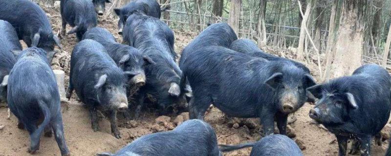 藏香猪最大能长多少斤，附养殖技术（藏香猪能长200公斤吗）