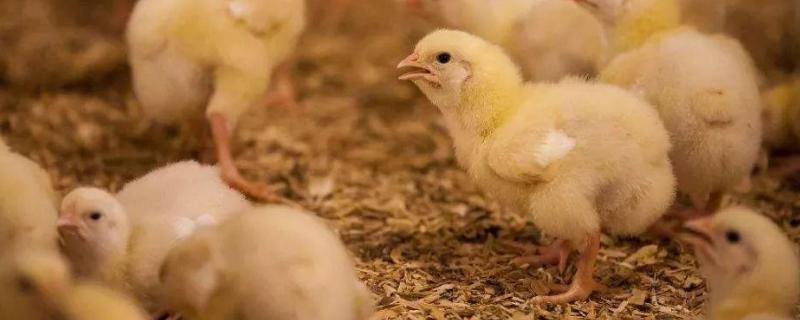 小鸡长什么样子，染色小鸡能活多久 小鸡染色有毒吗