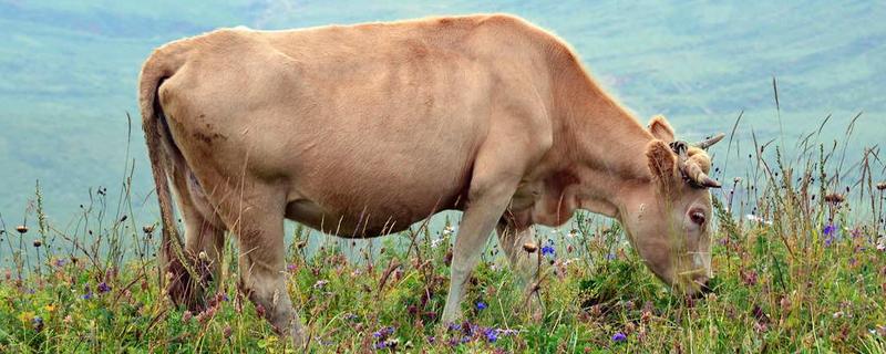 牛最大的特点是什么，牛的生活环境 牛的生活环境 和生活方式