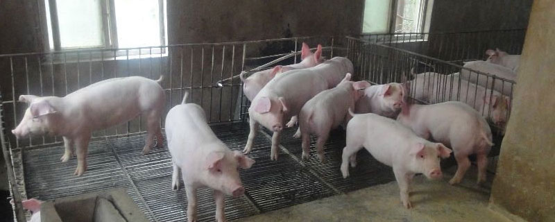 育肥猪舍最合适的尺寸 育肥猪猪舍尺寸