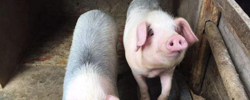 猪身上最贵的部位，耳朵有什么特点 猪的耳朵叫什么名字