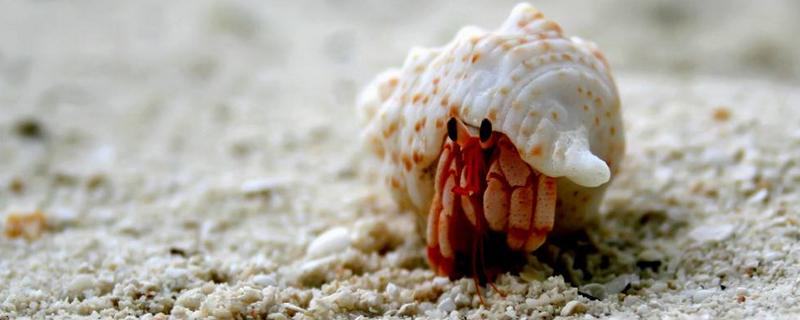 寄居蟹吃什么食物，是怎么形成的 寄居蟹 食物
