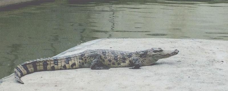 鳄鱼能在水里憋气多久 鳄龟在水里能憋气多久