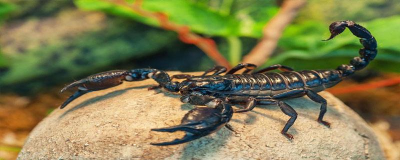 蝎子爱吃什么样的昆虫 昆虫记蝎子吃什么