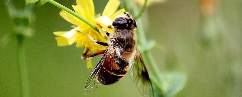 小挂蜂能家养吗，可以用蜂箱养吗 小挂蜂能家养吗,可以用蜂箱养吗为什么