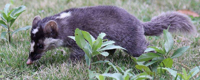 果子狸和猫谁厉害