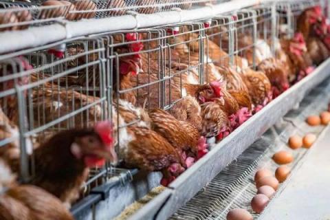 养鸡场设备清单 蛋鸡养殖场设施设备清单