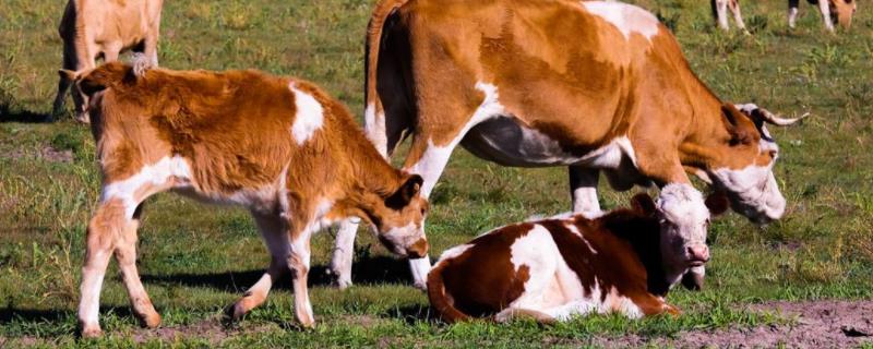 红糖喂牛正确方法，为什么要喂红糖 红糖喂牛正确方法,为什么要喂红糖水