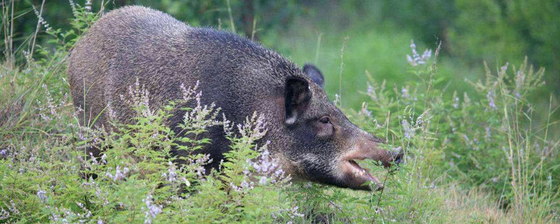 野猪破坏庄稼能不能打 野猪破坏庄稼可以打死吗