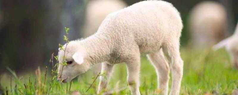 土方羊羔瘫软治疗方法,是什么原因 羔羊瘫软症用什么药