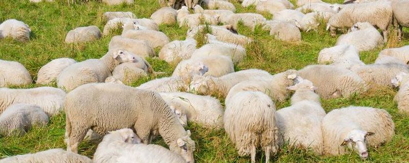 100斤羊能出多少羊肉（100斤羊能出多少斤肉）