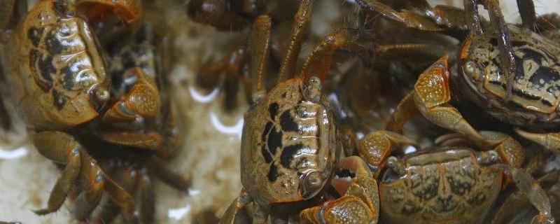 螃蟹怎么养在家里，没水能活多久（螃蟹在没有水的环境下能活多久）