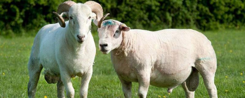羊的特征和特点，养羊三大误区 羊的特点有哪些?