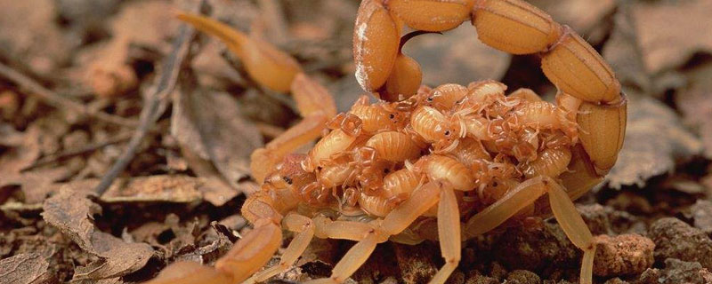 蝎子没有食物能活多久 蝎子在没有食物情况下能活多久