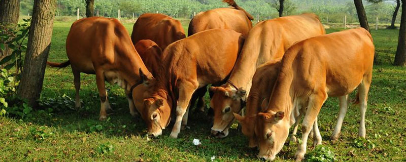 一头牛一天吃多少草料 一头牛一天吃多少草料多少钱