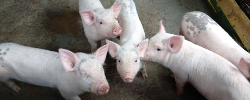 3个月小猪一般多少斤，可以活多少年 3个月的小猪大概有多重