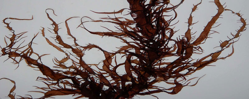 蜈蚣藻生殖方式 蜈蚣的生殖系统
