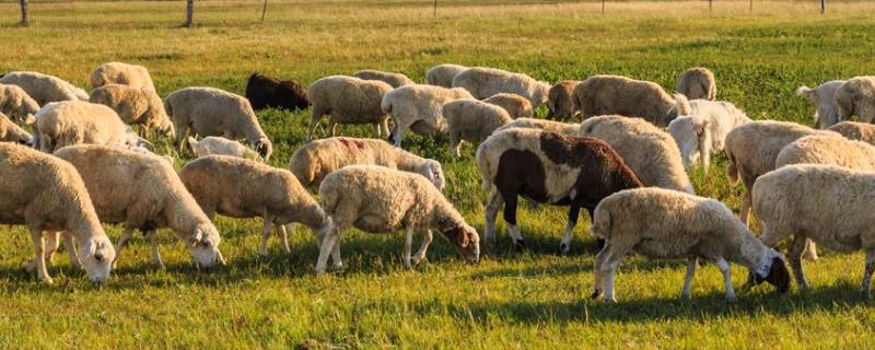 羊舍怎么建，如何养羊和预防疾病 羊舍怎样建好用方便便宜好用