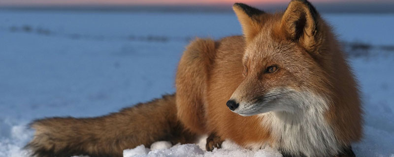 狐狸的克星是什么动物（狸猫的克星是什么动物）