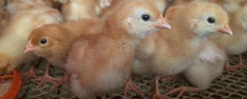 海兰褐蛋鸡产蛋性能，可以散养吗 海兰褐蛋鸡缺点