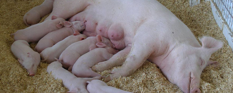 母猪产后喂红糖鸡蛋的作用 母猪产后喂煮熟红糖鸡蛋的作用