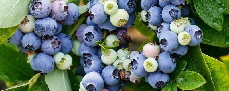 蓝莓第几年开始结果，附蓝莓的品种（蓝莓几年会结果）
