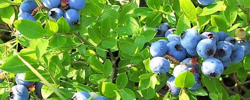 蓝莓施肥管理技术，附种植方法 蓝莓施肥方案 蓝莓吧
