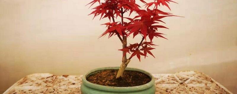 盆栽日本红枫的养殖方法和注意事项（盆栽日本红枫的养殖方法和注意事项图片）