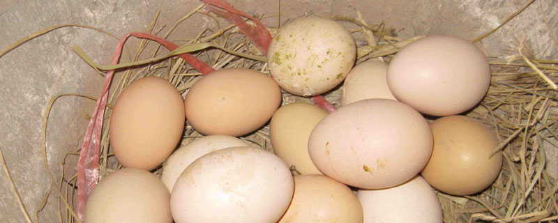 土鸡蛋和普通鸡蛋的区别（土鸡蛋和普通鸡蛋的区别图片）