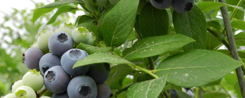 蓝莓的保质期，如何保鲜（蓝莓怎么存放保鲜多久）
