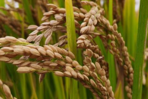 水稻种子高产的有什么品种