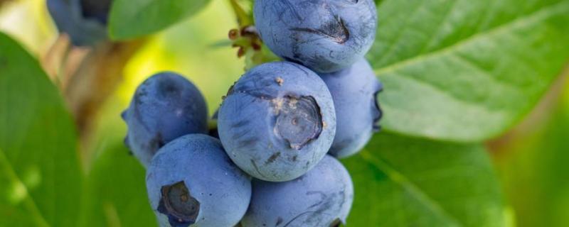 蓝莓施肥时间及方法，用什么肥料好 蓝莓施肥时间及方法,用什么肥料好呢