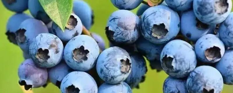 蓝莓常见的病虫害及预防措施（蓝莓的病虫害与防治）