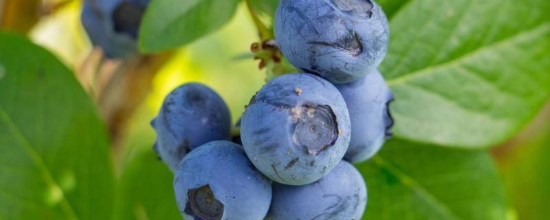 蓝莓种植需要什么条件，如何种植（蓝莓种植技术）