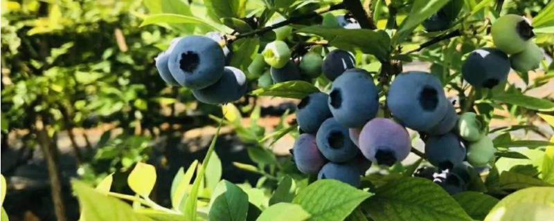 蓝莓生长在哪个地区，是什么颜色的 蓝莓生长在哪个地区,是什么颜色的呢